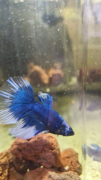 Male Betta Half Moon