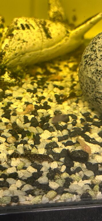 Baby bristlenose plecos