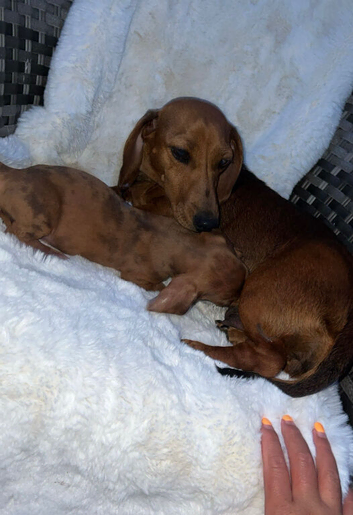 Dachshunds puppy&rsquo;s