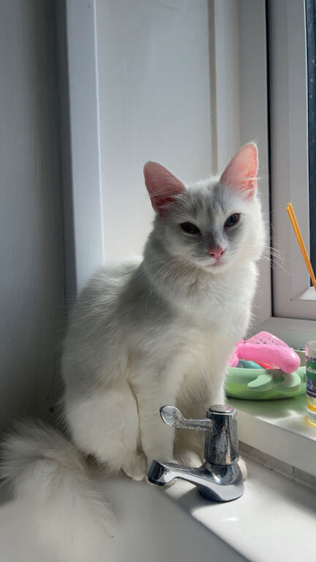 Maine coone x Turkish angora