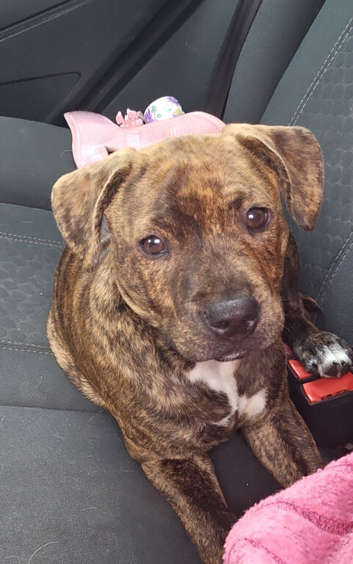 Staffy Female 3 Months Old