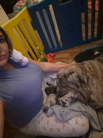 Neopolitain mastiff