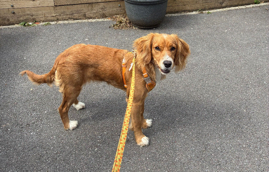 Margot, 9-Month Old Female Working Cocker Spaniel