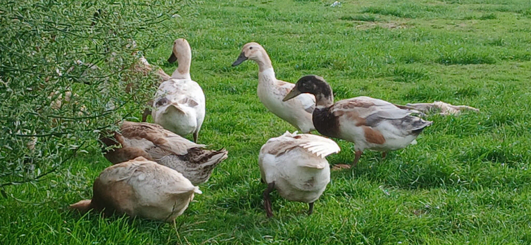 4 x welsh harlequin male ducks