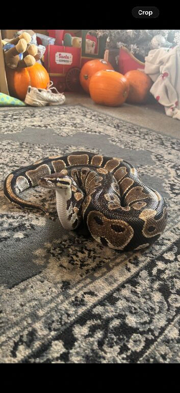 Adult royal python including viv