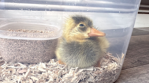 Indian runner ducklings for sale