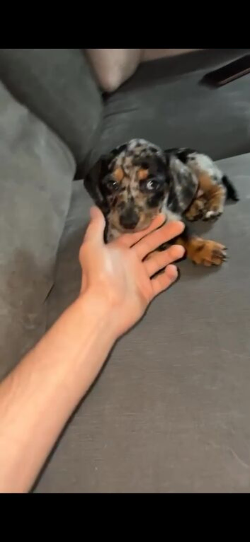9 week Girl available