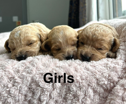 Light colour cockapoo ready in July