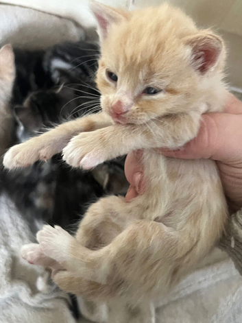 Beautiful kittens for sale