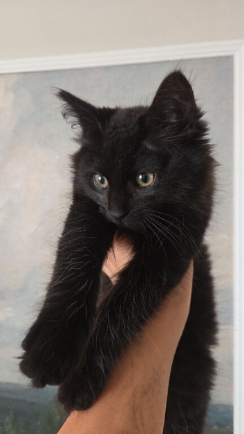 Beautiful Black Beautys maincoon X