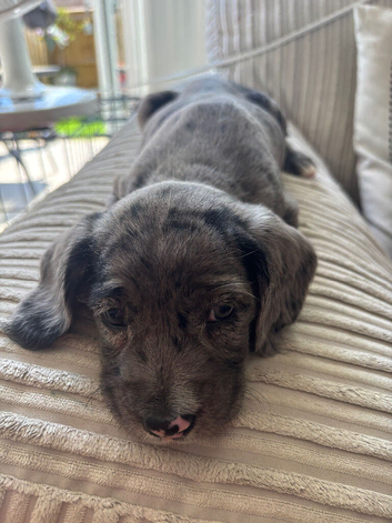 Cookerpoo mix breed
