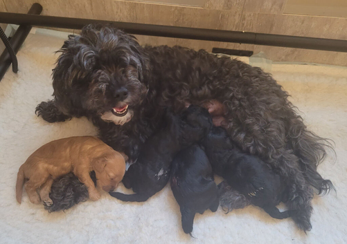 Last 2- Beautiful F1B Cavapoo Puppies-Extensively health tested