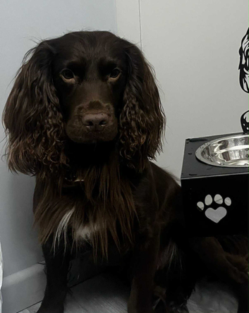 Cocker spaniel for stud