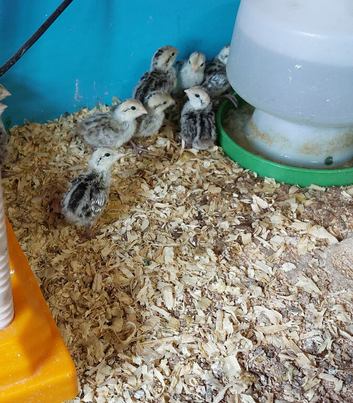 Bobwhite Snowflake chicks