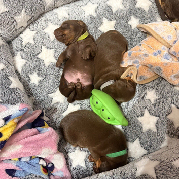 Beautiful boys awaiting their forever home