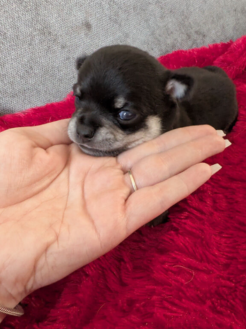 Little boy Chihuahua puppy