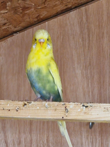 Breeding pair of budgies