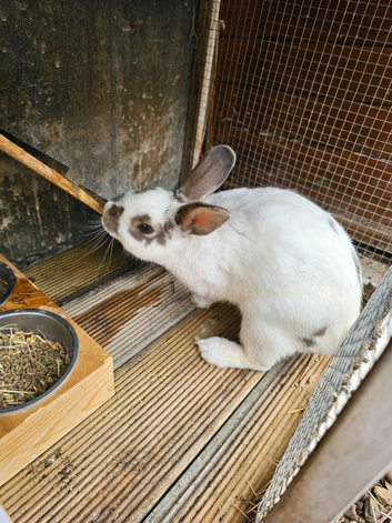 Male Rabbit