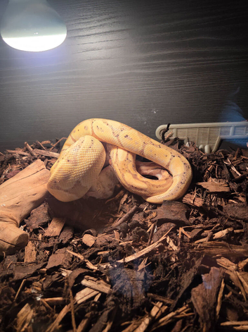 Banana python rainbow boa and corn snake