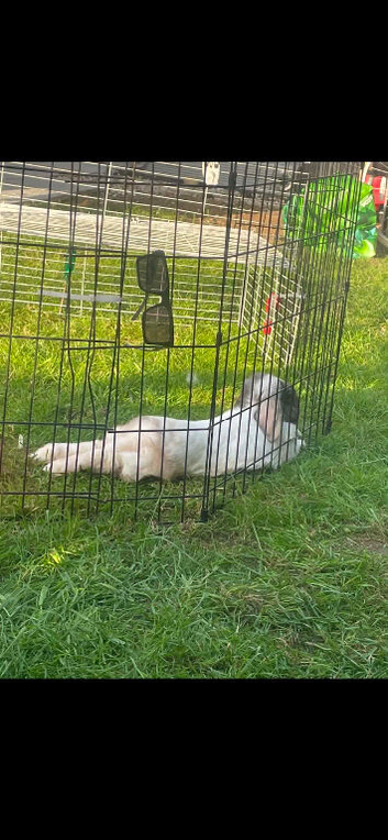 Male rabbit
