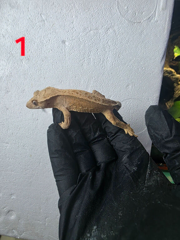 Crested geckos