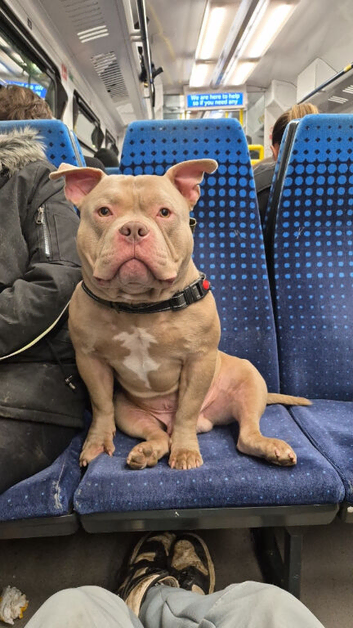 Lavender pocket bully male