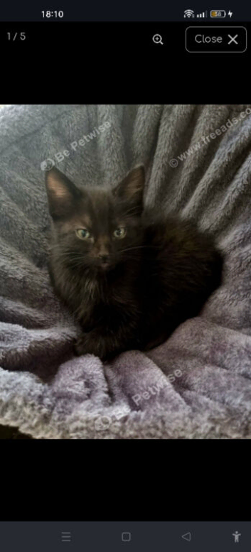 8 week kitten