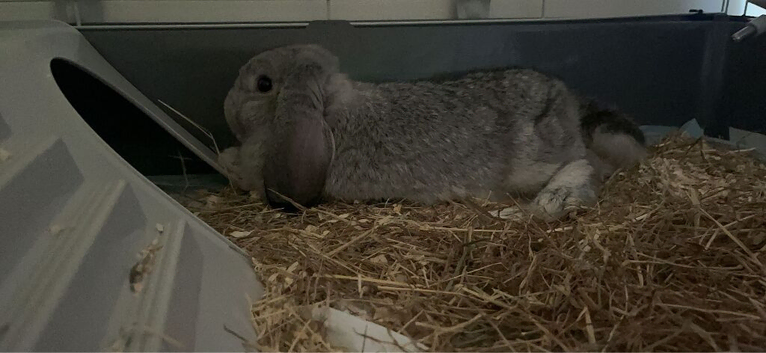 Female young lop cage included