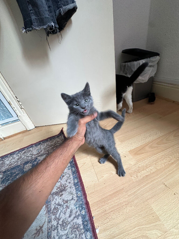 9 Week Old Friendly Kittens &ndash; 2 Boys & 1 Girl &ndash; Loving Indoor Home