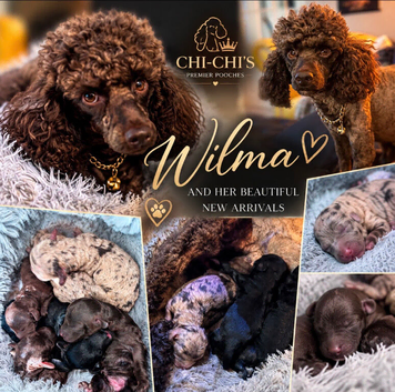5 Star Miniature Poodle Puppies have arrived