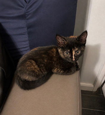 Kittens