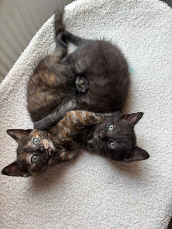 2 kittens available