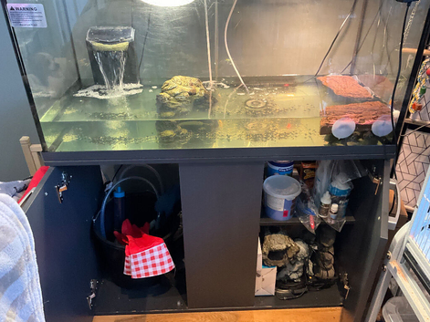 4 Musk Terrapins with Tank & unit