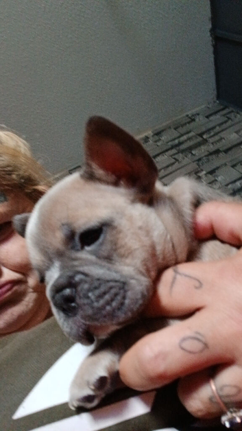 1 girl 2 boys puppies 6 weeks old