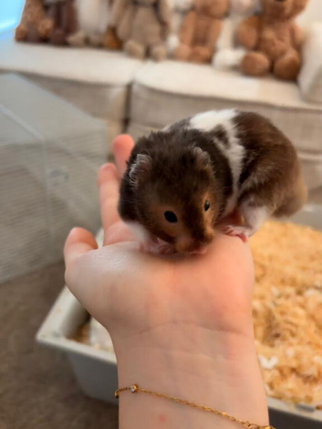 Hamster cage and accessories