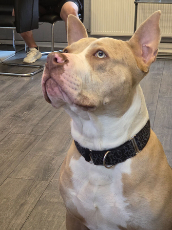 Looking to rehome