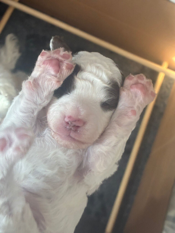 Toy poodles