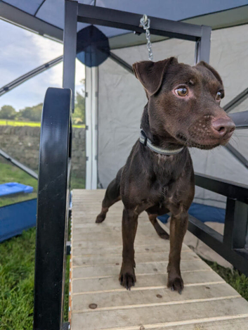 Choc patterdale boy