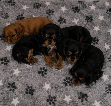 READY NOW - Adorable Extra cavalier