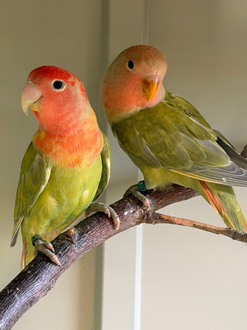 Pair of Peach-Faced Love Birds