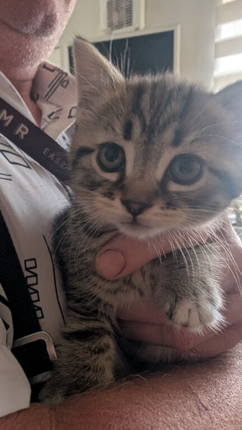 Austin our Tabby striped Kitten looking for their forever Home