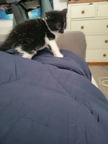 Britsh kittens