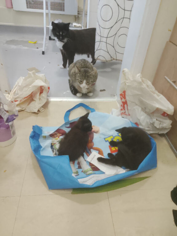 Four black kittens