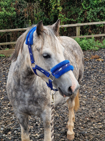Pretty 12.2h 6yr mare
