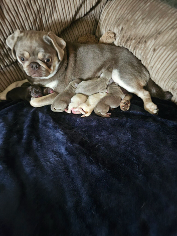 Pug litter