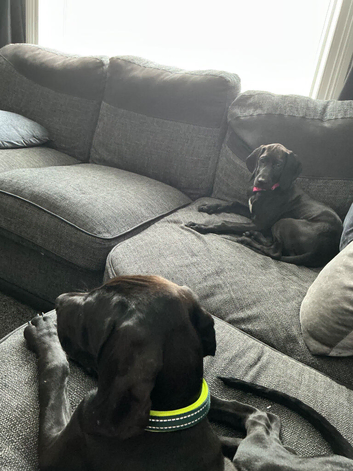 Rhodesian ridgeback/retriever