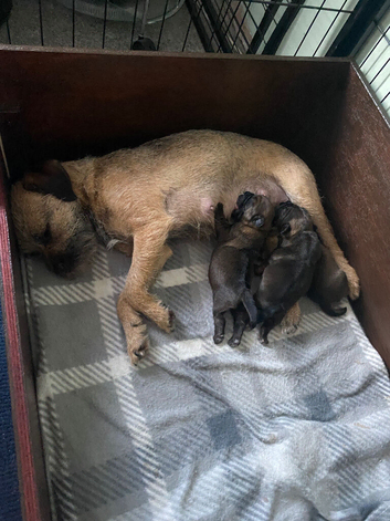 Border Terrier Puppy Boy