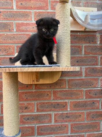 Two Beautiful BSH Kittens Left