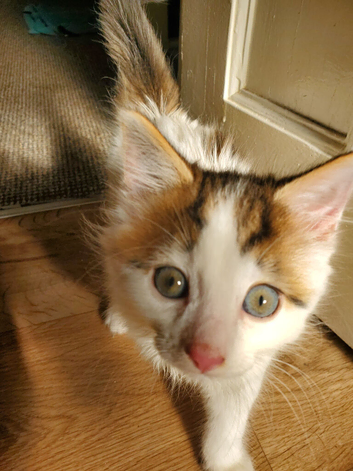 12-Week-Old Male Kitten looking for a Loving Home