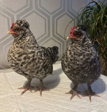 Polish  x Perkin Batmans  x2